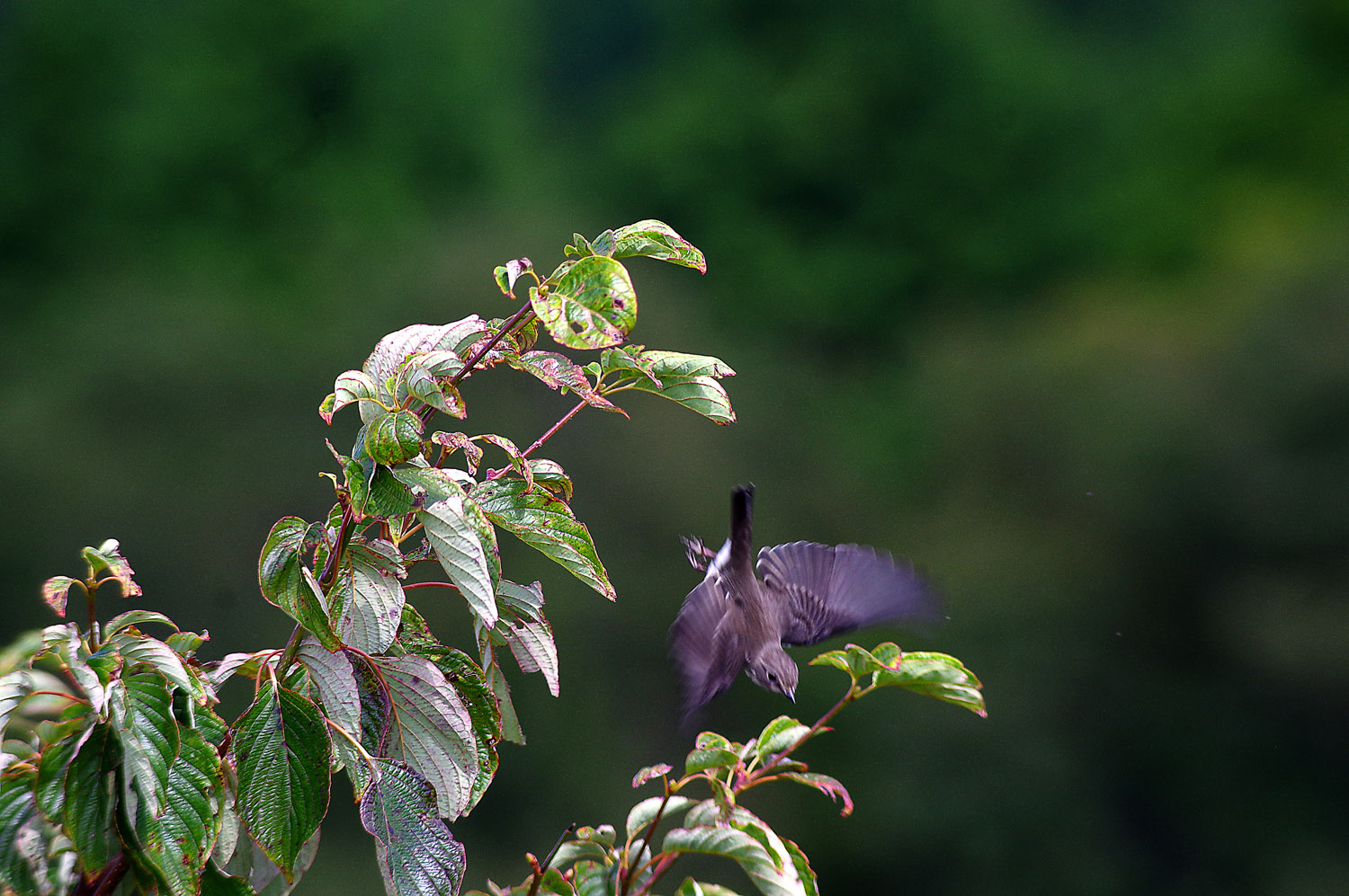 金剛山の野鳥観察_e0254493_155285.jpg