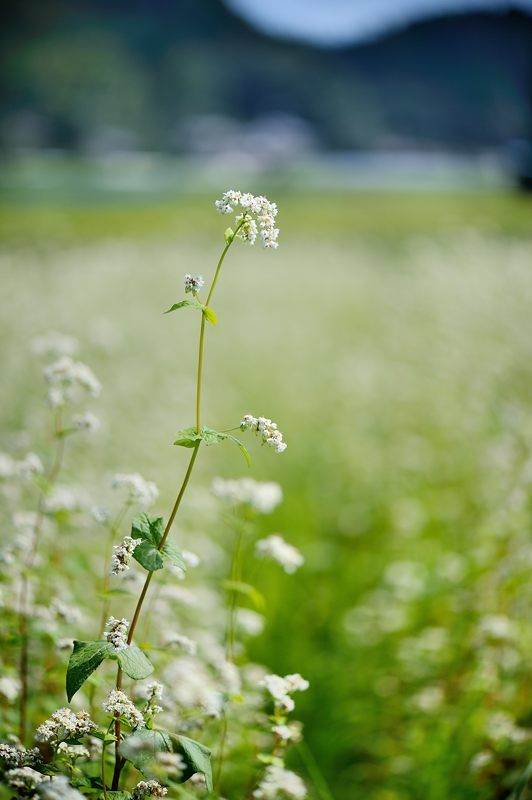 f0032011_20004253.jpg