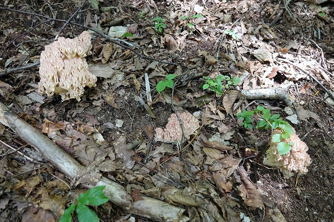f0360815_15180010.jpg