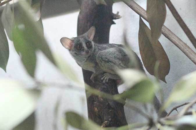 上野・真夏の夜の動物園：明るい小獣館B1～マヌルの夜の夢_b0355317_21123410.jpg