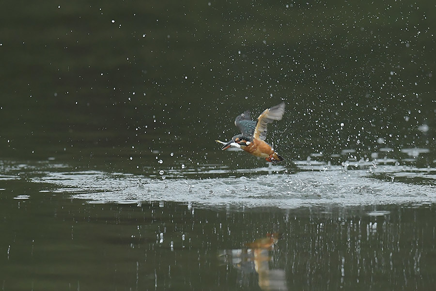 170912 小雨・雌の水物など_c0278820_17225178.jpg