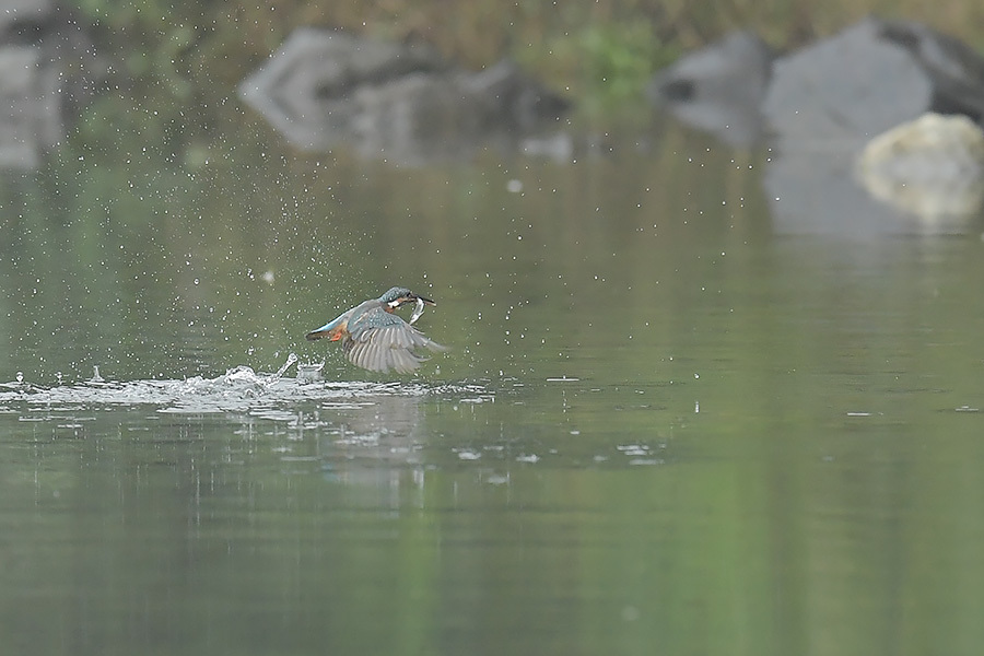 170912 小雨・雌の水物など_c0278820_17533569.jpg