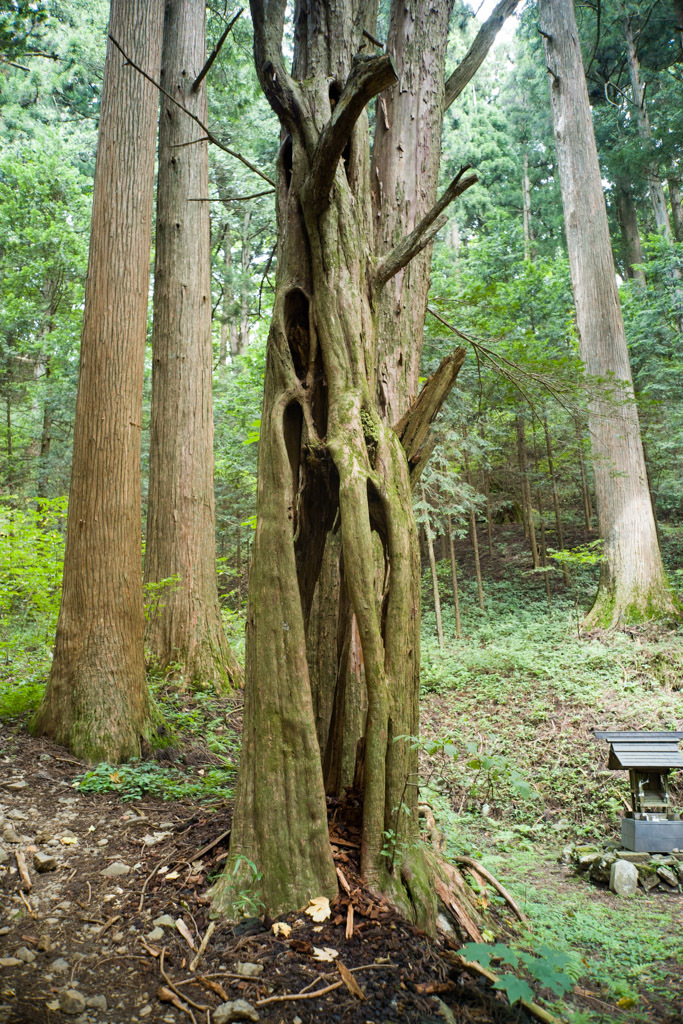 大岳山　2017年08月27日（日）_d0161322_08040858.jpg