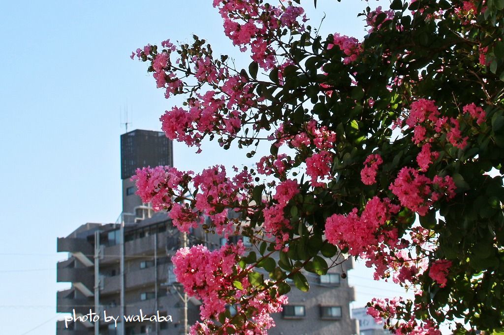 3色の百日紅の花にカメラを向けて(^^♪_e0052135_22282951.jpg