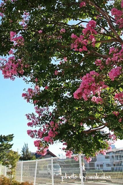 3色の百日紅の花にカメラを向けて(^^♪_e0052135_22283689.jpg