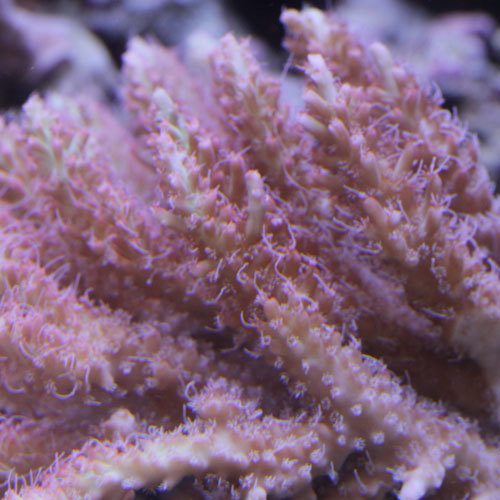 入荷情報~海水魚~_d0221436_22371862.jpg