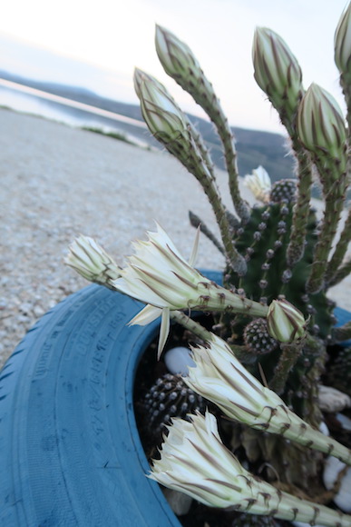 銀色の湖と古タイヤ・靴から育つ花、イタリア トラジメーノ湖_f0234936_624112.jpg