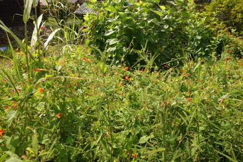 f0375039_08544775.jpg