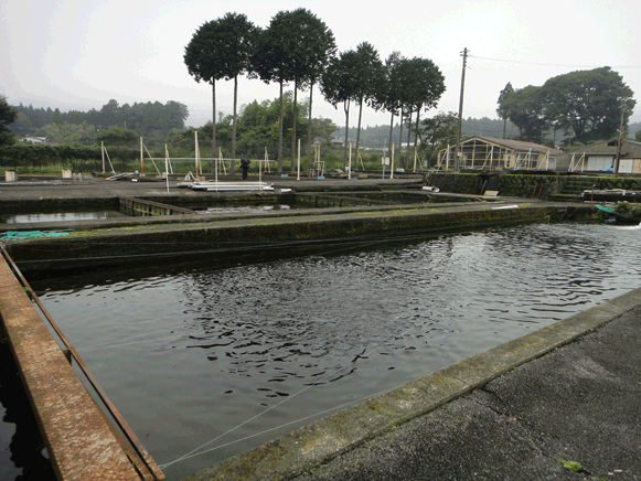 a0056140_17144708.gif