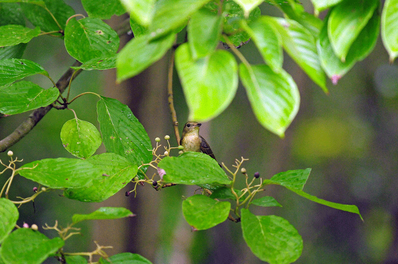 d0290240_06415438.gif