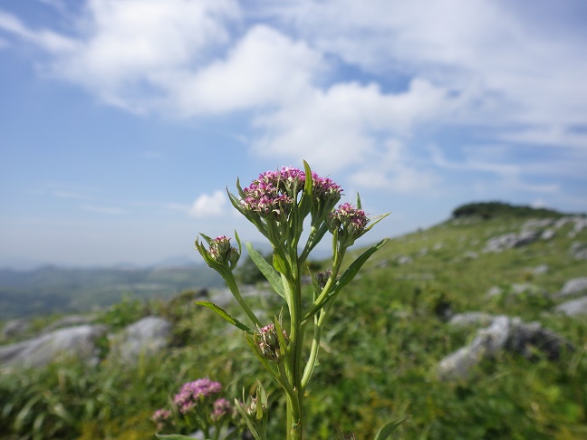 e0164643_13284561.jpg
