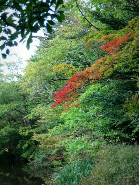 軽井沢の紅葉速報 17 雲場池 冬期リニューアル工事あり ぴきょログ 軽井沢でぐーたら生活