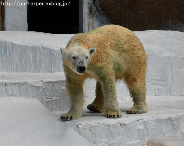 ２０１７年９月　天王寺動物園　その４　Shilkaオヤツタイム_a0052986_7374663.jpg