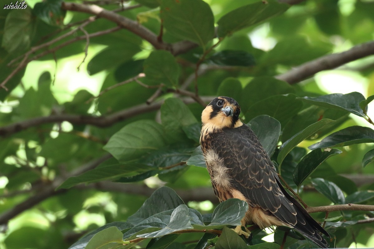 チゴハヤブサ　幼鳥_d0352095_20144718.jpg