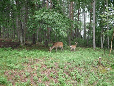 c0090198_21573041.jpg