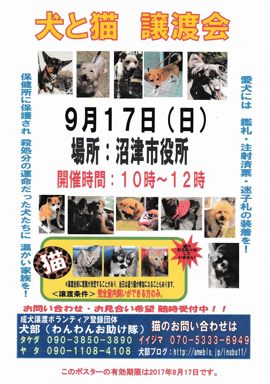 保健所からレスキューした犬たちの譲渡会！_d0050503_07195188.jpg