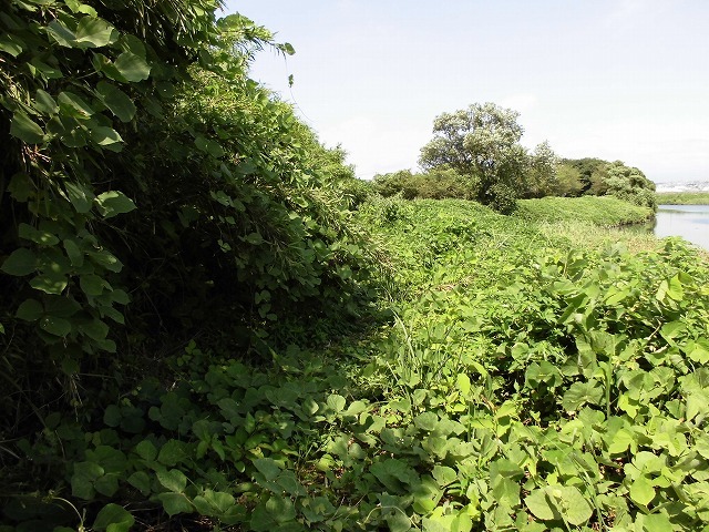 滝川では彼岸花が茎を伸ばし始めました　沼川でもウォーキングに向けた草刈りを_f0141310_07431253.jpg