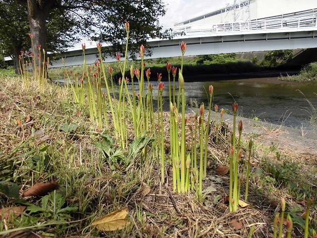 滝川では彼岸花が茎を伸ばし始めました　沼川でもウォーキングに向けた草刈りを_f0141310_07452952.jpg
