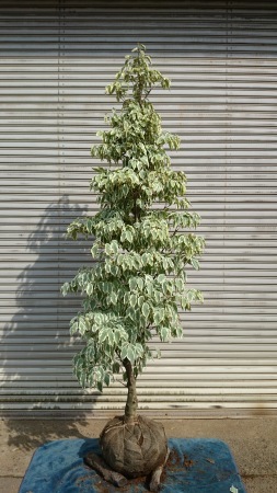 斑入りヤマボウシ ウルフアイ 山田植木 現品販売 画像あり商品 斑入りヤマボウシ ウルフアイ 山田植木 現品販売 画像あり商品