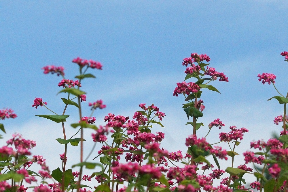 赤いソバの花_c0042418_08322306.jpg