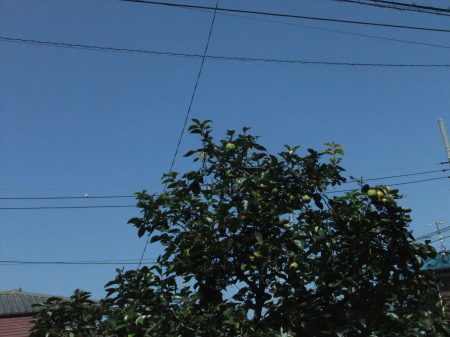 玉ねぎ(中晩性)の種まき_b0137932_12173059.jpg