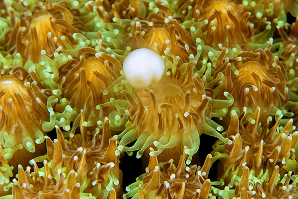 白化するサンゴと産卵するサンゴ！　～アザミサンゴ・コモンサンゴ～_b0186442_04085606.jpg