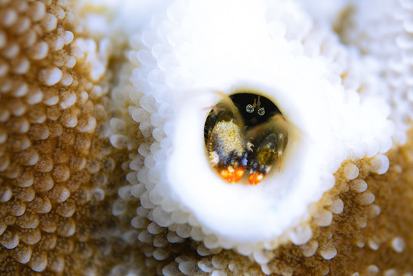 白化するサンゴと産卵するサンゴ！　～アザミサンゴ・コモンサンゴ～_b0186442_04235440.jpg