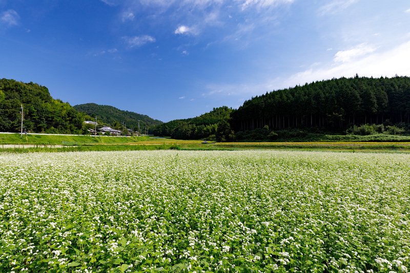 犬甘野の蕎麦畑 花景色 K W C Photoblog 犬甘野の蕎麦畑 花景色 K W C Photoblog