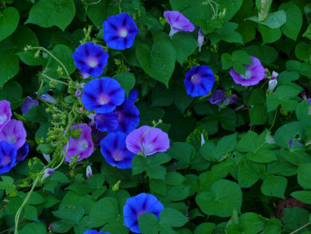 b0002549_14591197.jpg