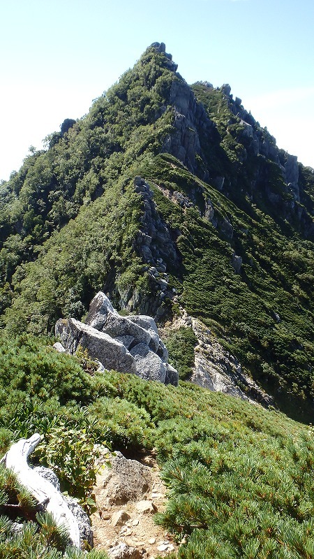 【中ア／南駒ヶ岳～越百山】夏休みの宿題をやっとやっつけました_c0097754_10575375.jpg