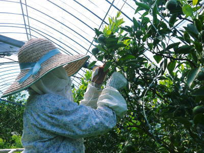 究極の柑橘「せとか」 部分的に摘果を遅らせ令和5年2月の収穫へ向け美しく、大きく、美味しく育てる匠の技_a0254656_18362489.jpg