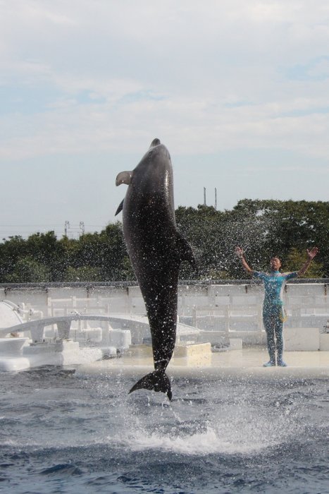 京都水族館・イルカのジャンプその三_c0135957_8345959.jpg