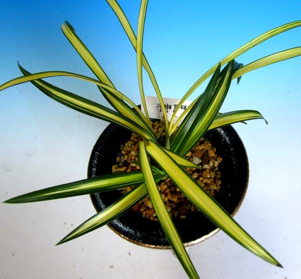 春蘭柄物が地味芽を出すようになった No.1816 : 東洋蘭風来記奥部屋