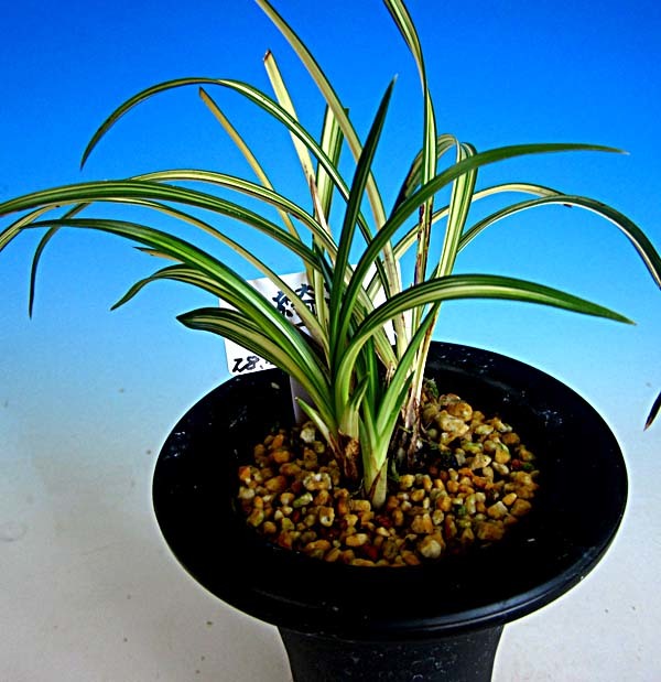 日本春蘭・韓国春蘭・中国春蘭・「大王」