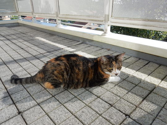 ’17,9,13(水)田舎道のフルコースに行ったYO!_f0060461_10463091.jpg