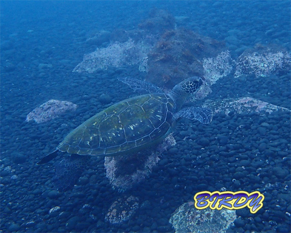 ナンヨウハギ_e0273365_13421160.jpg