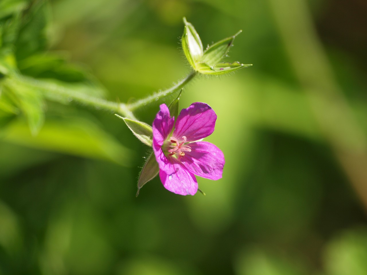 『竜髭菜(アスパラガス)と樒(シキミ)の実や色々な花達～』_d0054276_1954226.jpg