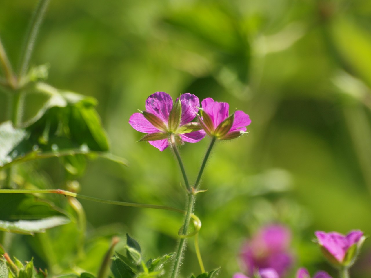 『竜髭菜(アスパラガス)と樒(シキミ)の実や色々な花達～』_d0054276_19543425.jpg