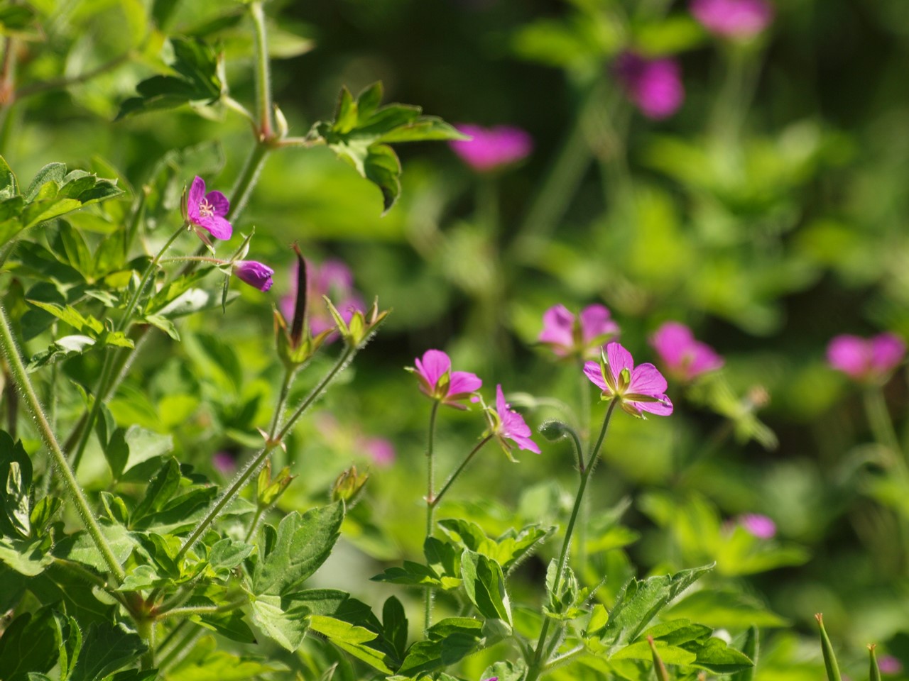 『竜髭菜(アスパラガス)と樒(シキミ)の実や色々な花達～』_d0054276_19544593.jpg