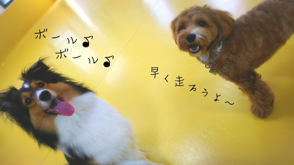 今日のドッグラン🏃🎵_f0357682_15075067.jpg
