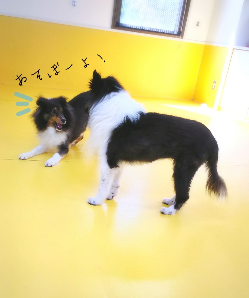 今日のドッグラン🏃🎵_f0357682_15075621.jpg