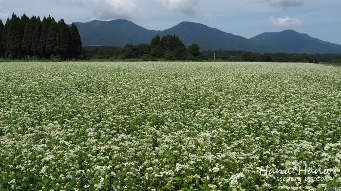 ＊ソバの花＊_b0143484_19401061.jpg