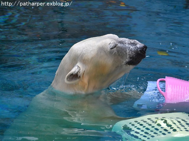 ２０１７年９月　天王寺動物園　その５　楽しく遊ぼうShilka_a0052986_7163348.jpg