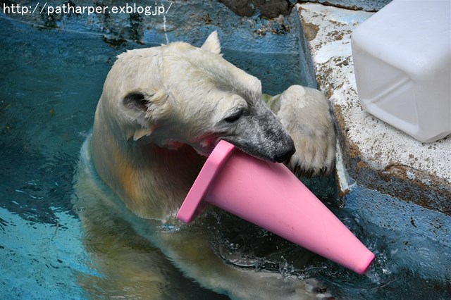 ２０１７年９月　天王寺動物園　その５　楽しく遊ぼうShilka_a0052986_7234979.jpg