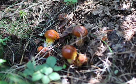 ジコボウがやっと出た！＆御射鹿池もどきの池_c0090198_1952534.jpg