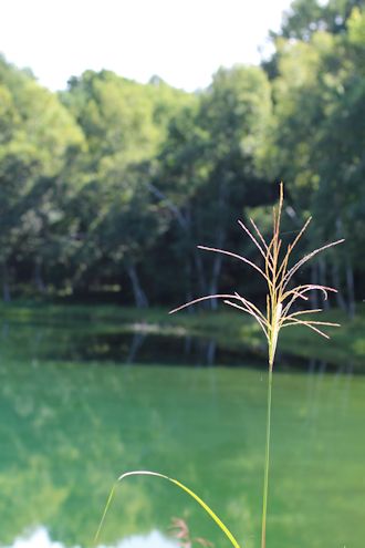 ジコボウがやっと出た！＆御射鹿池もどきの池_c0090198_2051729.jpg