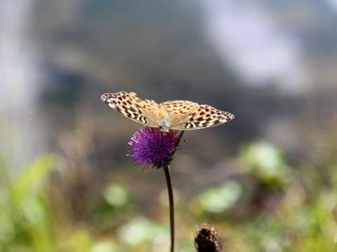 ジコボウがやっと出た！＆御射鹿池もどきの池_c0090198_2052986.jpg