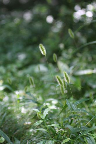 ジコボウがやっと出た！＆御射鹿池もどきの池_c0090198_2084071.jpg