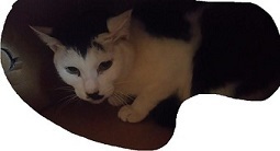 里親さま募集中 ☆ むすび_f0242002_20150585.jpg