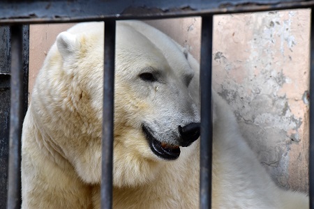 ロシア・カザン市動物園がバルナウル動物園にホッキョクグマ飼育新規参入への協力を申し出る_a0151913_3335531.jpg